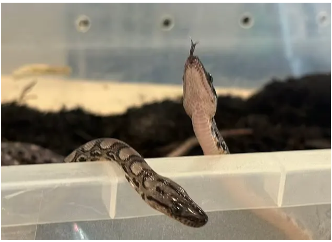 پدیده‌ی عجیب بکرزایی؛ تولد معجزه‌آسای ۱۴ مار بوآ بدون جفت‌گیری مادر