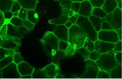 (ویدئو) ثبت تصویری بی‌سابقه از شکل‌گیری جنین؛ امیدی برای حل معماهای پزشکی