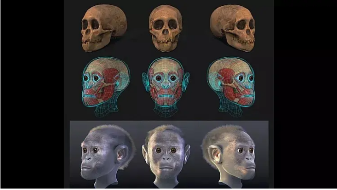 فسیل مشهور «کودک تاونگ» ۲.۵۸ میلیون سال قدمت دارد
