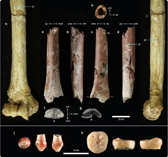 محققان استخوان‌های یک «هابیت» ۷۰۰ هزارساله را در اندونزی کشف کردند