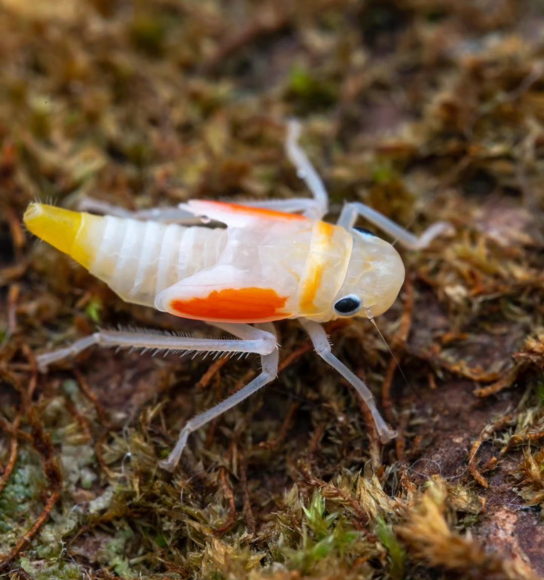 (تصاویر) نوزاد زنجرک با ظاهری شگفت‌انگیز