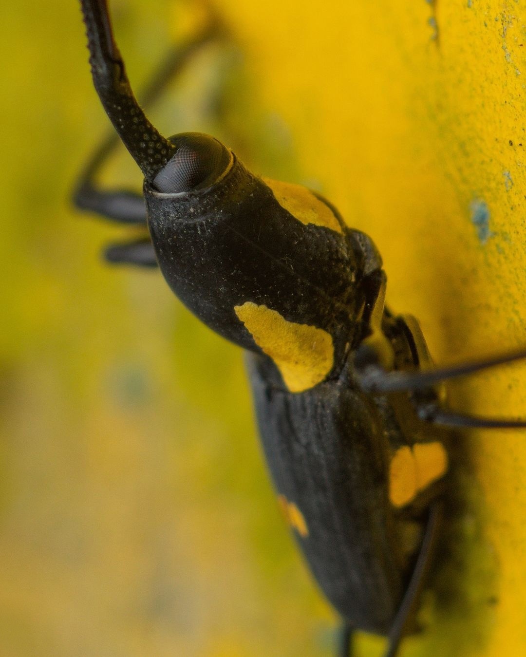 (تصاویر) کشف تصادفی گونه جدید سوسک در اکوادور