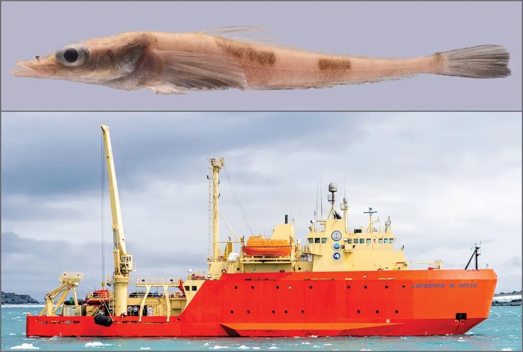 (تصویر) اژد‌هایی که در قطب جنوب پیدا شد