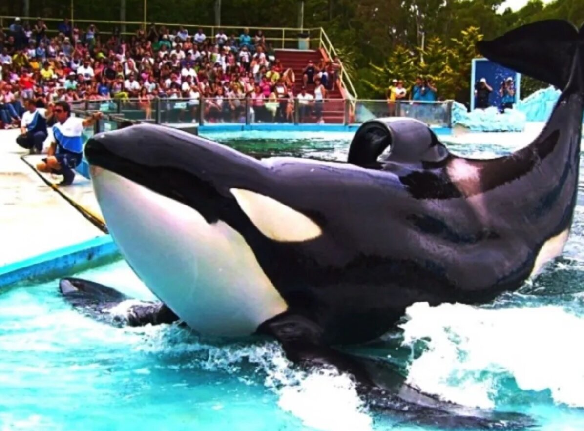 (تصاویر) نهنگ قاتلی که در استخری کوچک نگهداری می‌شود