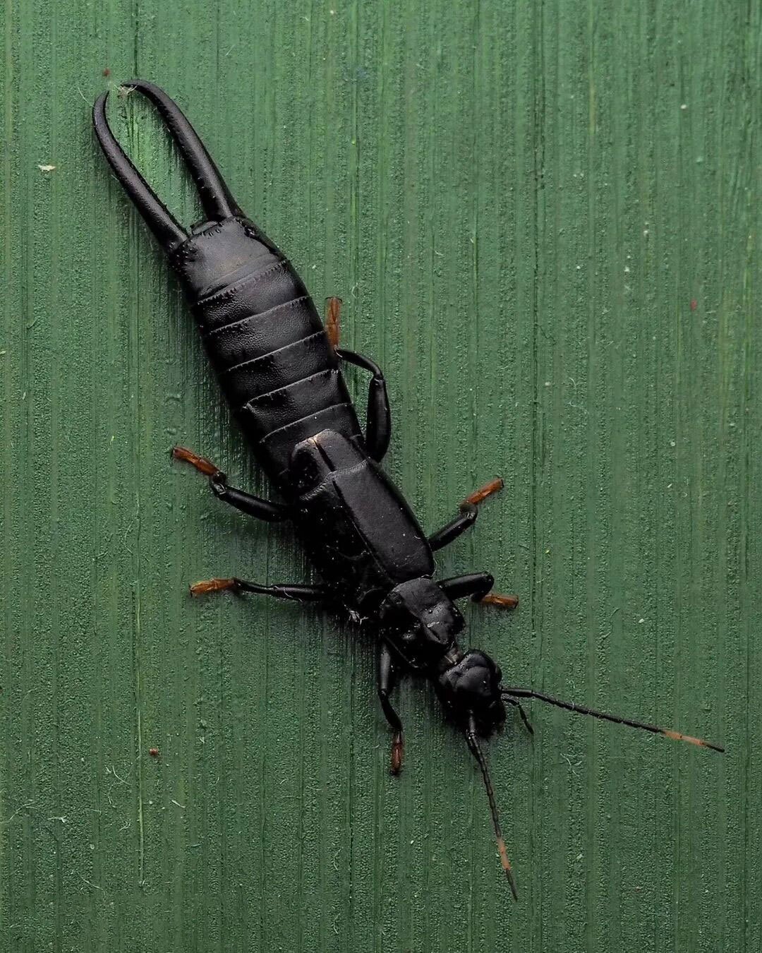 (تصویر) گوش خیزک سیاه دیده اید؟!