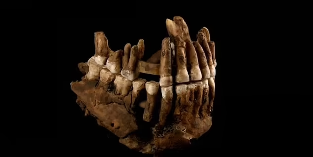 کشف گروه گمشده نئاندرتال‌های ملقب به «هابیت ها» پس از ۵۰ هزار سال