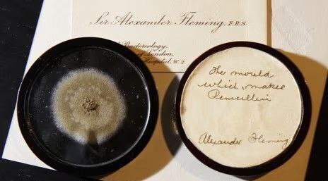 (تصویر) گران‌ترین کپک دنیا