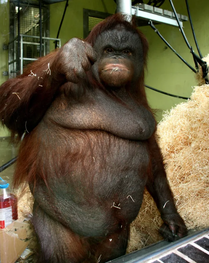 با «اوشین» آشنا شوید؛ چاق‌ترین اورانگوتان جهان که ژله و مارشمالو می‌خورد!