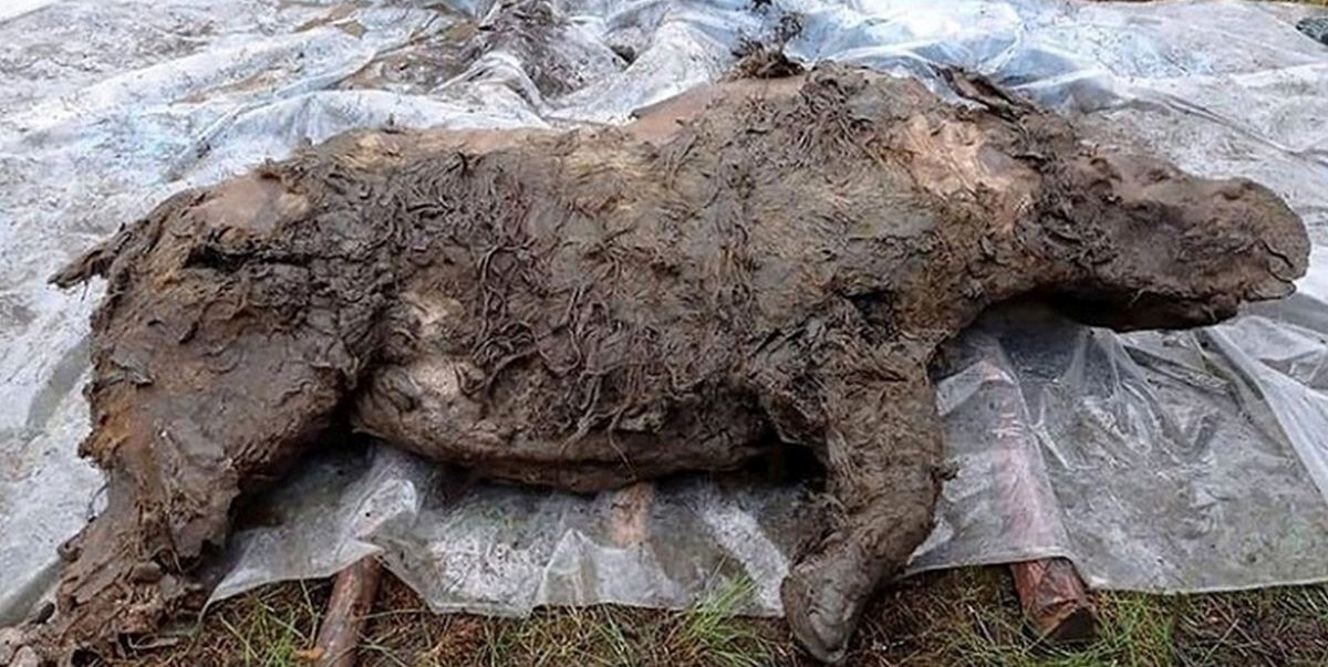 (تصاویر) جانور ۳۲ هزارساله‌ای با بدن «نیم‌خورده» که در زیر یخ‌های سیبری پیدا شد