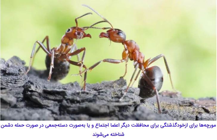 مورچه‌هایی که با قطع پای مورچه‌ای دیگر، جان او را نجات می‌دهند//////