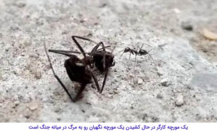 مورچه‌هایی که با قطع پای مورچه‌ای دیگر، جان او را نجات می‌دهند//////