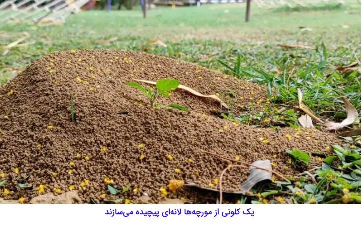 مورچه‌هایی که با قطع پای مورچه‌ای دیگر، جان او را نجات می‌دهند//////