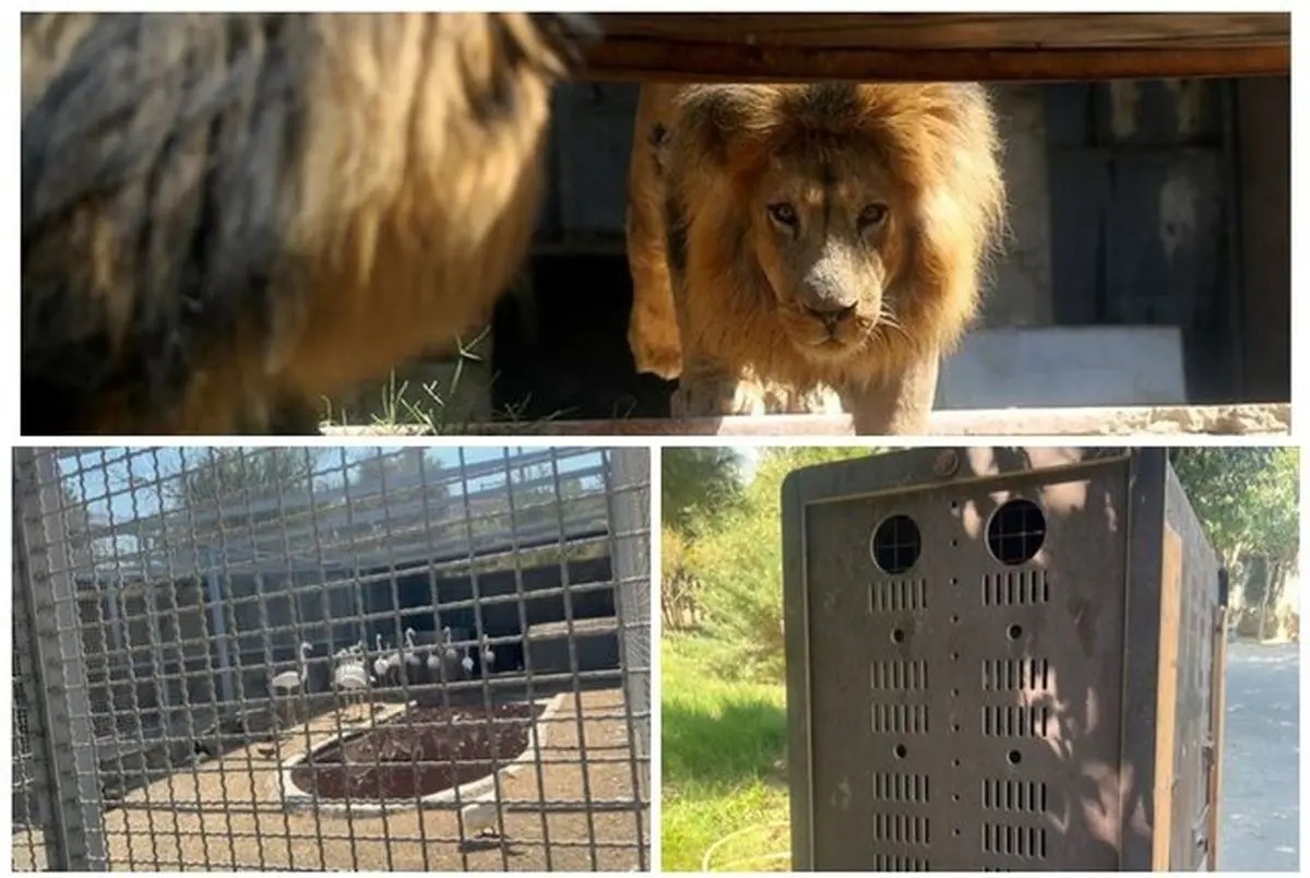 آیا قانونی برای برخورد با باغ‌وحش‌های متخلف وجود دارد؟