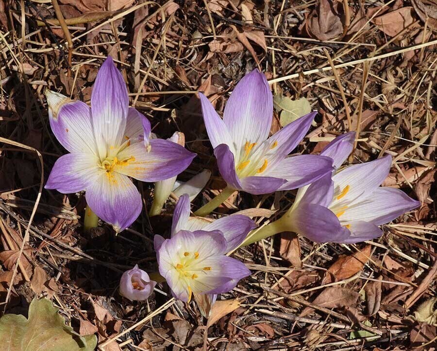 دست‌گل آقای ناظری منتشر نشود////چه گل‌های پیازی را می‌توانیم در پاییز بکاریم؟