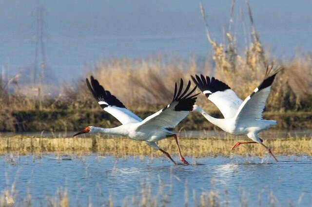 وعده دیدار رویا و امید نزدیک است؟