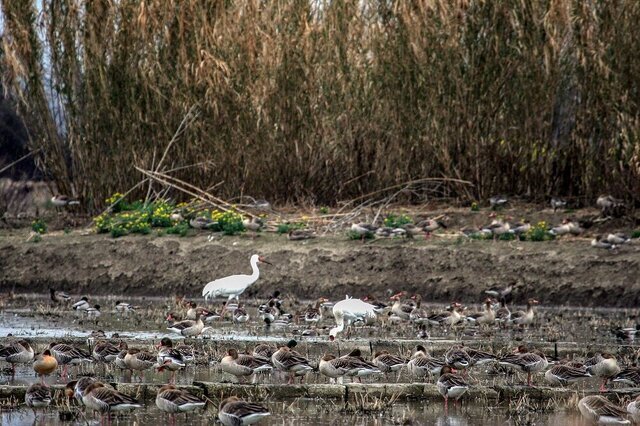 وعده دیدار رویا و امید نزدیک است؟