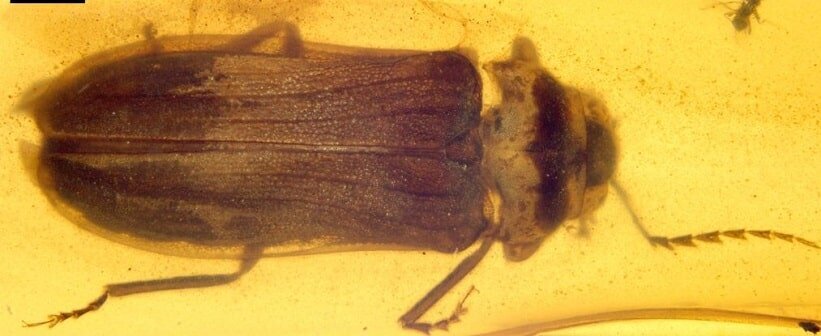 این جانور از عصر دایناسور‌ها بر روی زمین بوده و هست!