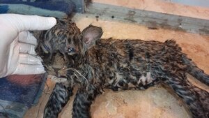 کشف لاشه توله پلنگ در این استان