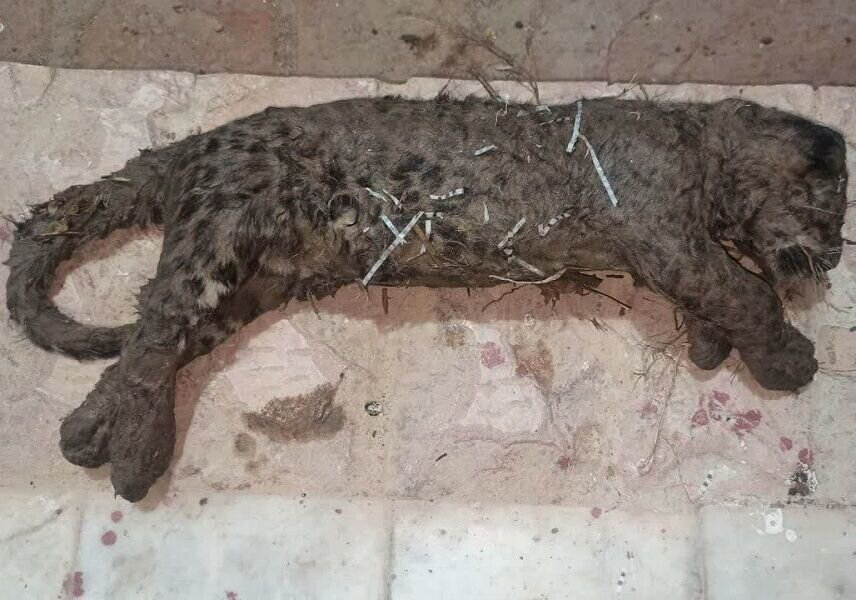 کشف لاشه توله پلنگ در این استان
