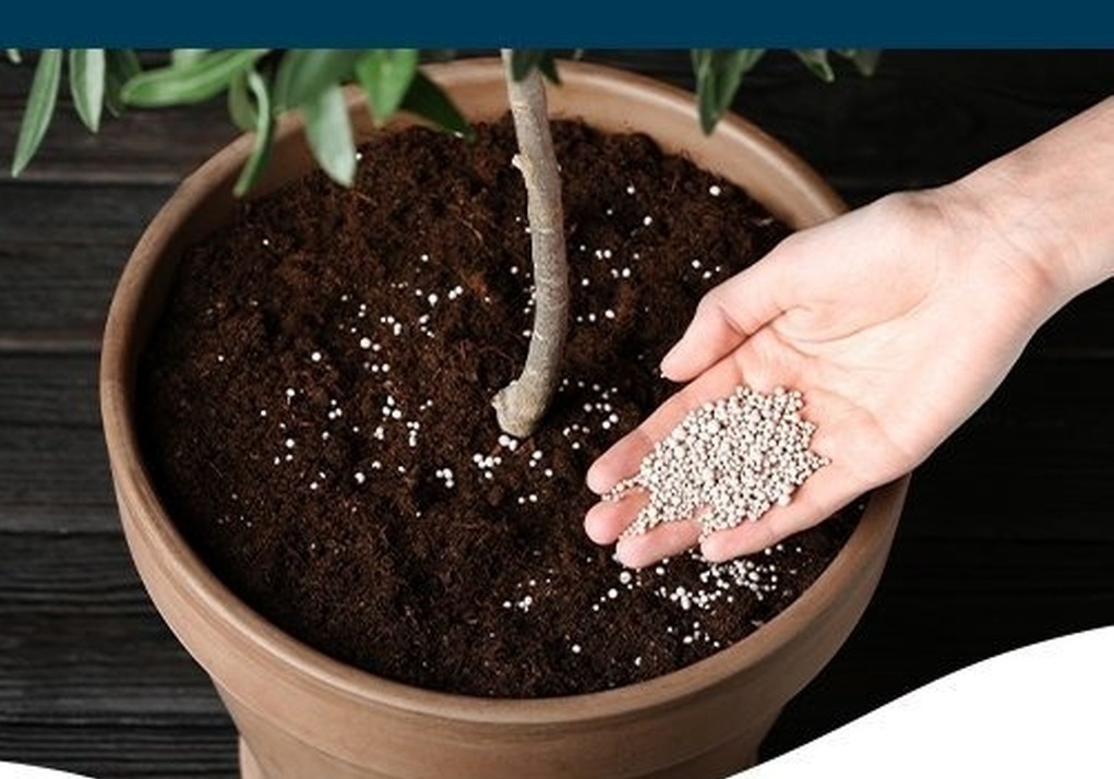 دکوراسیون سبز؛ چه کنیم گیاهان آپارتمانی در فصل سرما سرحال بمانند؟