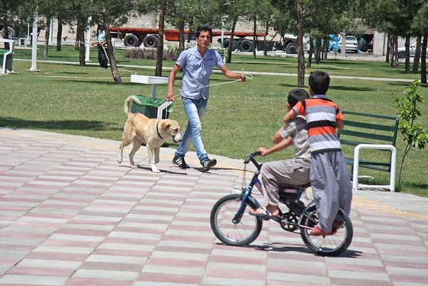 هتل سگی؛ از مدرسه و مهد میلیونی تا باشگاه و ماساژِ پت‌ها