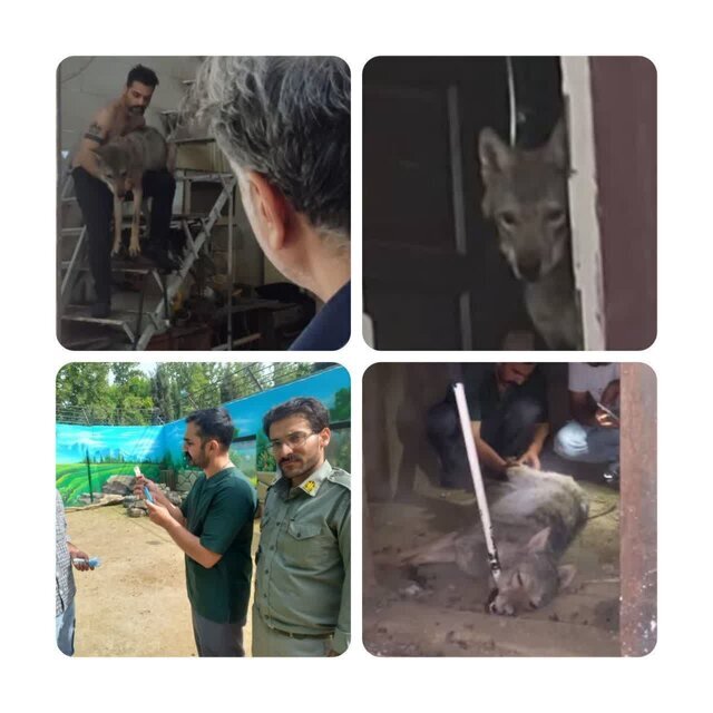 نگهداری گرگ در یک مغازه در کرج!